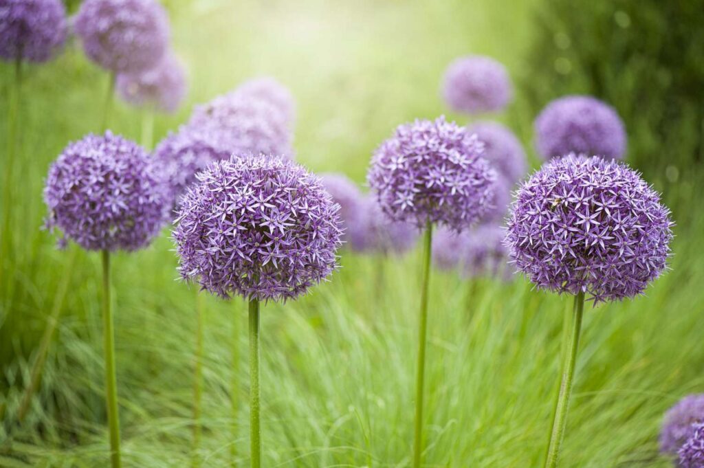 Purple Flowers