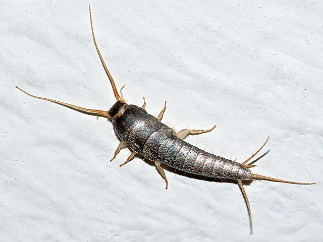 Silberfische